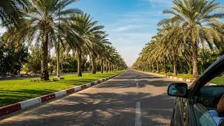 A Relaxing Drive Through a Palm-Lined Street in Kish Island, Iran 🌴