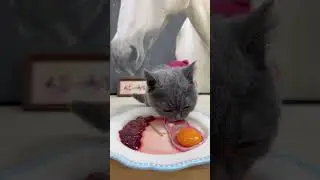 #animals #petseating #CatLovers #CuteAnimals #ViralPets #PetVideo #PetReels #FoodieAnimals