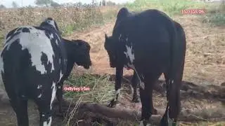 92843 29322 కోడెలు అమ్మబడును మహారాష్ట్ర bulls for sale maharashtra पड़े महाराष्ट्र विक्री आहे
