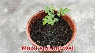 How to grow curry leaves plant from seeds