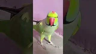 Ye bittu Cute #talking #parrot Indian Ringneck Mitthu Say #everything Original Voice Parrot Talk