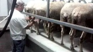 Maple Hill Farm.wmv