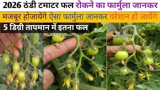 टमाटर में फल रोकने का फार्मूला जानकर मजबूर हो जाएंगे || ऐसा फार्मूला जानकर परेशान हो जाएंगे जीवन भर