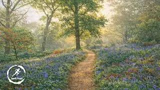 Virtual Run &ndash; Berkley & Black Dog Woods | Spring Treadmill Scenery