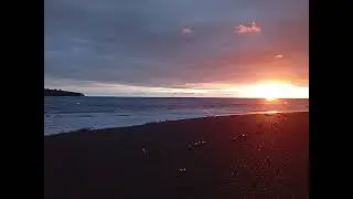 Punta burica mono feliz 