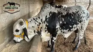 The Biggest  and Most active Bull of our farm.  #bakraeid #cattle_farming #bulls #cattle #sale