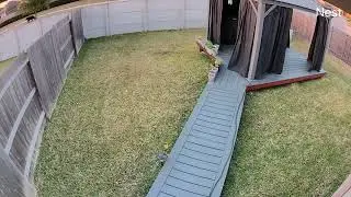 20260119-1729 kitkat cat walking on my birthday 🤭🤭🤭