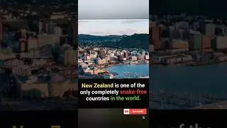 Only Snake Free Country in the World #newzealand #kiwishorts #viral #reels #shorts