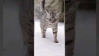 Grey Tabby Cat walking Over Snow#Tabby Cat#Snowwalk