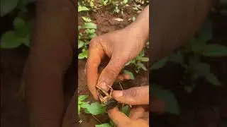 Unbelievable Catching Crickets in Deep Hole are Very Easies for food #food #cricket # hole
