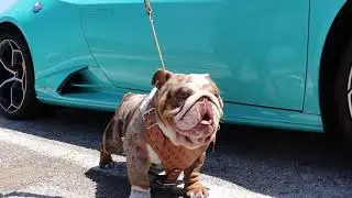 Texas Invades Florida Spring Ting (Bully Pedex Dog Show) 2021