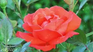 flower,relaxing world,deep relaxsetion,#short