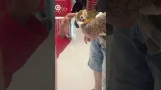 Monkey in Target !