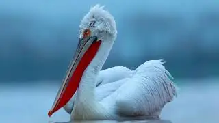 Кудрявый пеликан лат  Pelecanus crispus - Услышать пение птицы.