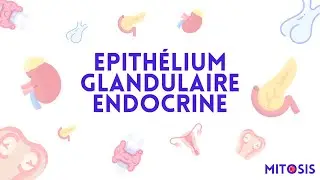 Les épithéliums glandulaires endocrines