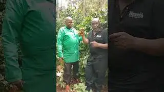 Sir. Edward  Northey  Ruiru 11  small scale Coffee  farmer- Kiugu.