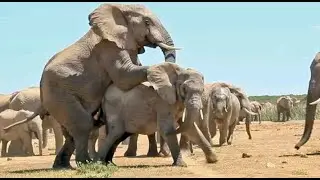 Elephants Mating