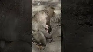 Adorable Newborn Baby ADuro Getting Milk