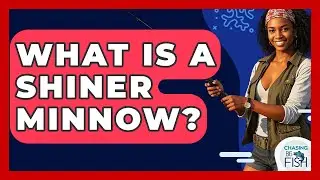 What Is A Shiner Minnow? - Chasing Big Fish
