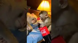Coke Blast Wakes Up Angry Monkey 😱🤣#funnymonkey #monkeyprank