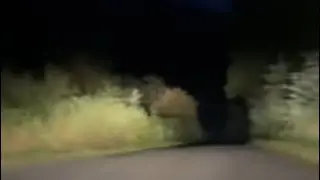 Crazy ride, Ardentinny, Scotland