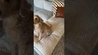 Pet friendly couch covers that help to keep pet hair and muddy paws off the couch