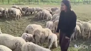 Why lamb in winter? Because farming too easy already#farm vlog#farming #sheep  