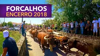 Forcalhos Encerro de Toiros 2018