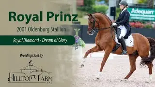 Royal Prinz (Royal Diamond - Dream of Glory) Oldenburg Stallion