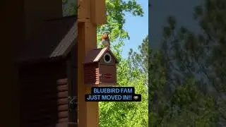 Kingsyard Bluebird House #kingsyard #birdhouse #birds