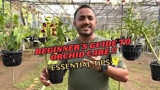 Dendrobium orchid care and tips for beginner💡| how to care for Dendrobium orchids | Pearl Orchids