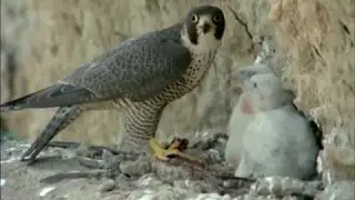Aves Esteparias I /// El hombre y la tierra/// f&eacute;lix rodriguez