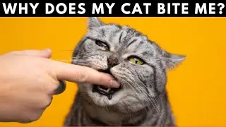 The Surprising Reasons Why Cats Bite Their Owners