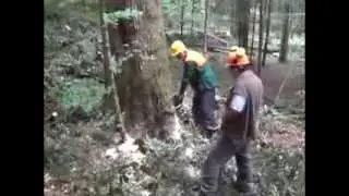 Drinić: OBARANJE STABLA (Mile Salapura), septembar 2013.