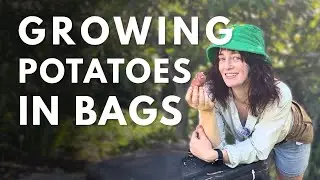 Growing Potatoes in Bags - Low Cost Hack