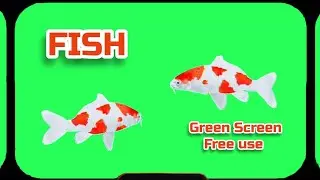 FISH video animation GREEN SCREEN. Chromakey FOOTAGE.