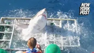 2016's most epic animal encounters