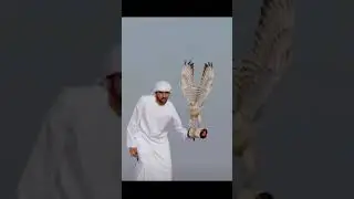 fazza Dubai prince with his white eagle #shorts #ytshorts #dubaicrownprince #ytshorts #dubai