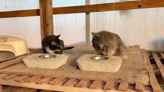 Новости о коте из сарая: есть ли какие-нибудь признаки присутствия Джерри?