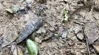 La force incroyable des fourmis