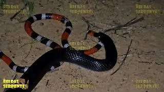 cobra preta devorando coral verdadeira em breve mat&eacute;ria completa com o rei das serpentes.