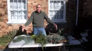 In the Garden - Disease Resistant Evergreens