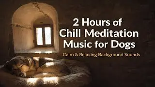 2 Hours of Chill Meditation Music for Dogs | Calm & Relaxing Background Sounds