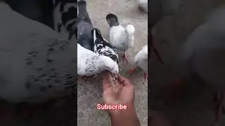 Highflying giribaz kobutor ke shorts video/giribaz pigoen #populerpigeon #pigeon #youtubeshorts