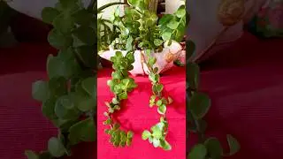 How to repair a broken ceramic planter?#planter #shortsviral #diy