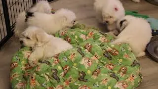 Coton de Tulear Puppies For Sale - Milly 8/29/25