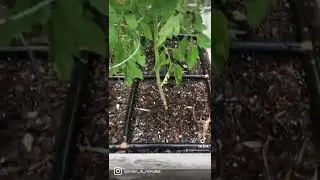 🍅 #TomatoTuesday + a side of #Puppy 🐶 for today&rsquo;s #garden update 😁