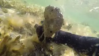 335 Ancient Reef in the Baltic Sea - Underwater Fossils in Gotland, Sweden