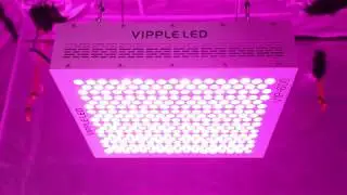 Full Spectrum LED Grow Light