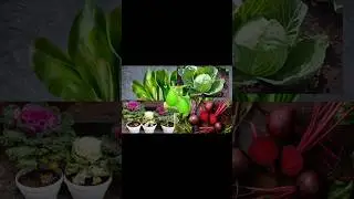 vegetable seeds and plants #newplant #garden #gardening #feed #shorts #trending #beetroot #meesho